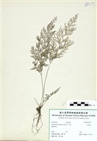 藏品(金粉蕨)的圖片